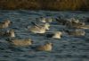 Caspian Gull at Paglesham Lagoon (Steve Arlow) (54823 bytes)